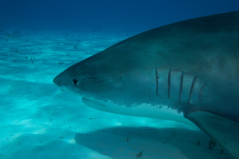 Tiger shark 13 (dig)-Tiger Beach, Grand Bahama Island