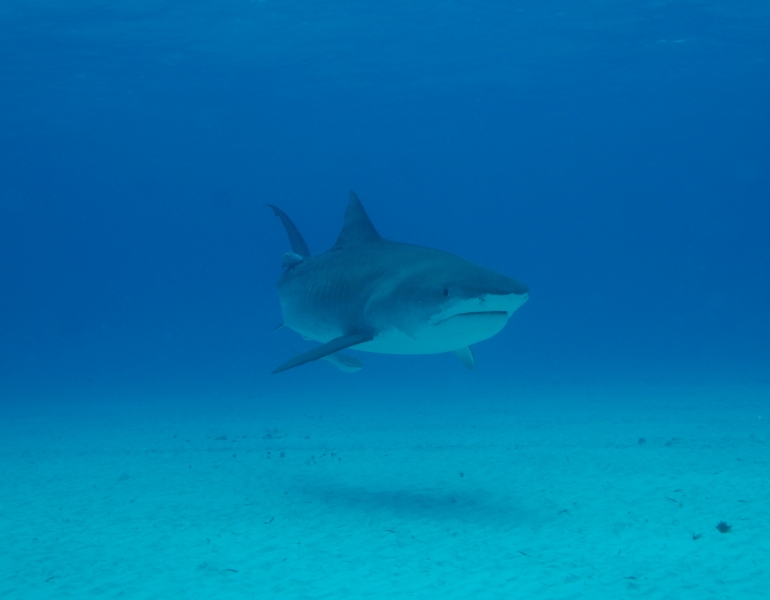 Tiger shark 14 (dig)-Tiger Beach, Grand Bahama Island (1)