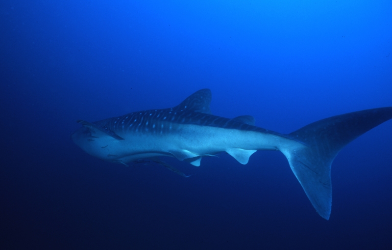 Whale shark departing-Richelieu Rock