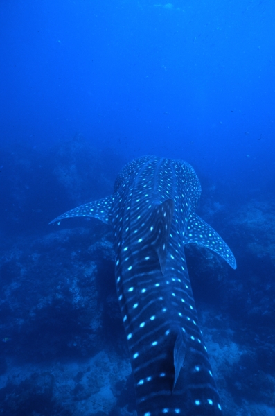 Whale shark dorsal view-Richelieu Rock