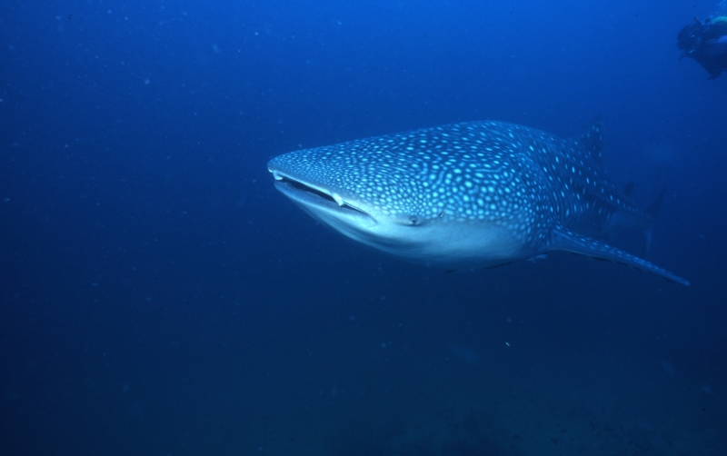 Whale shark mouth-Richelieu Rock