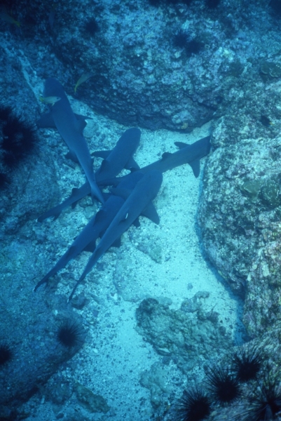 Whitetip reef sharks resting-Cocos Island (1)