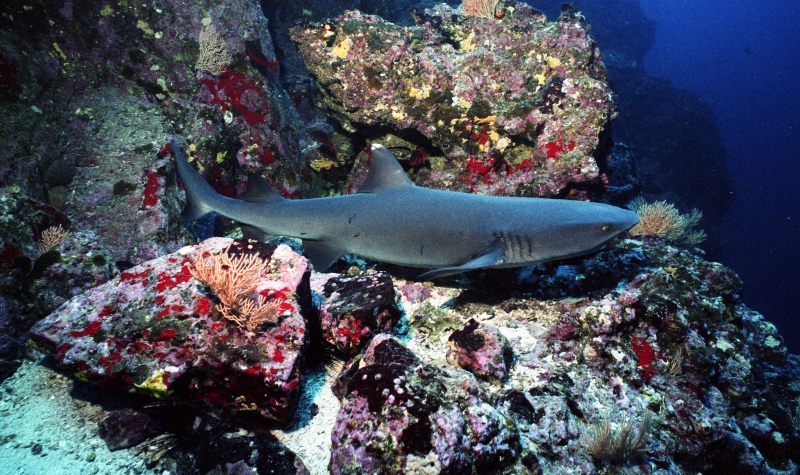 Whitetip shark on ledge-Cocos Island