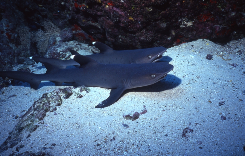 Whitetip sharks-Cocos Island