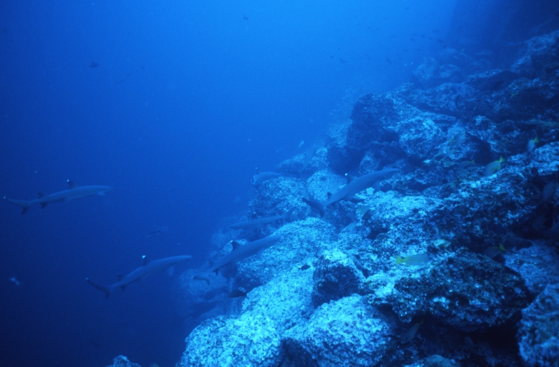 Whitetip sharks on the move-Cocos Island
