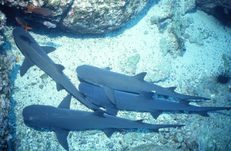 Whitetip sharks resting-Cocos Island