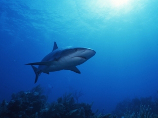 Blacktip shark-Bahamas