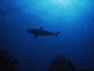 Blacktip shark silhouette with sun-Exumas