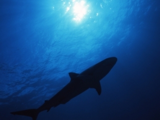 Blacktip shark & sun silhouette-Exumas, Bahamas