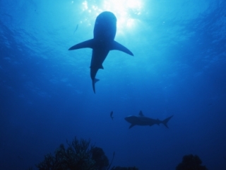 Blacktip sharks circling by sun-Exumas