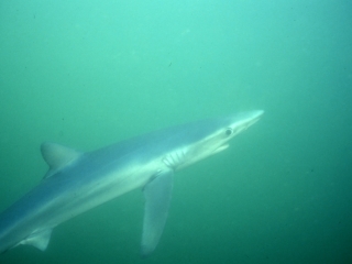 Blue shark-Catalina Island