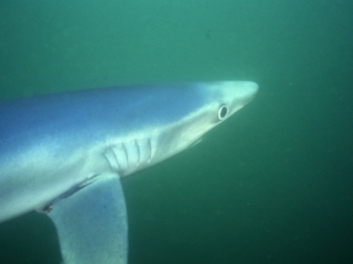 Blue shark-Catalina Island, California