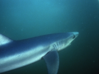 Blue shark-Catalina Island