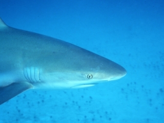 Caribbean reef shark-Nassau