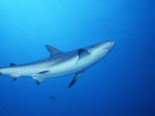 Caribbean reef shark-New Providence Island