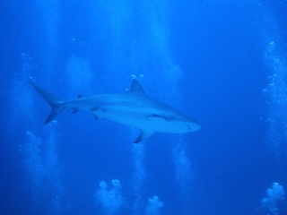 Caribbean reef shark and bubbles-Nassau