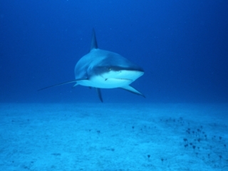 Caribbean reef shark approaching-Nassau