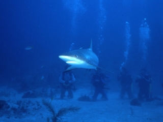 Caribbean reef shark & divers-New Providence Island