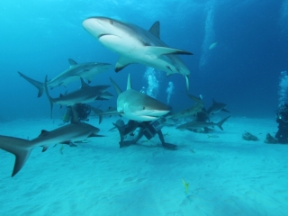 Caribbean reef shark feed 1 (dig)-New Providence Island