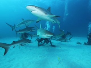 Caribbean reef shark feed 1-New Providence Island