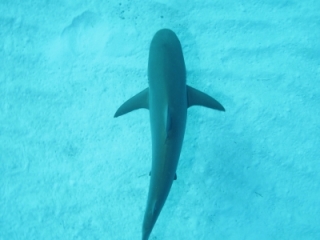Caribbean reef shark from above (dig)-New Providence Island