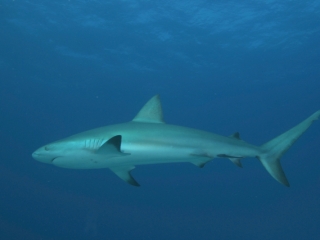 Caribbean reef shark from below 2 (dig)-New Providence Island