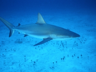 Caribbean reef shark over sand-Nassau