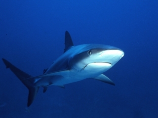 Caribbean reef shark with hook-New Providence Island