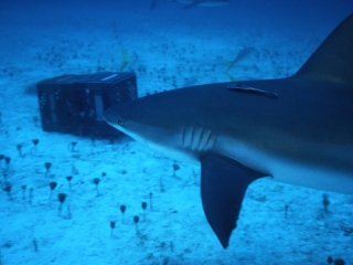 Caribbean reef shark with remora-New Providence, Bahamas