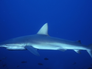 Galapagos shark-Wolf Island, Galapagos