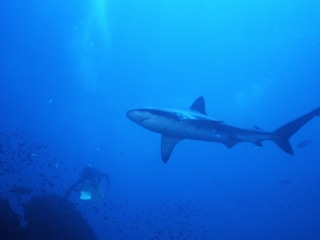 Galapagos shark & diver-Wolf Island