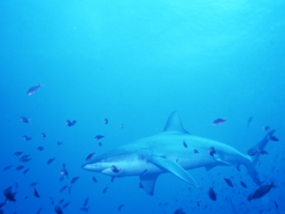 Galapagos shark & fish-Galapagos