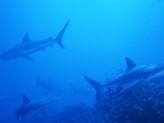 Galapagos sharks-Wolf Island, Galapapos