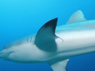 Gray reef shark close-up (dig)-Fiji