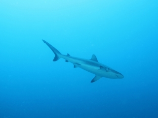 Gray reef shark departing-Fiji