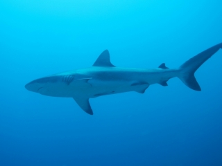 Gray reef shark-Fiji