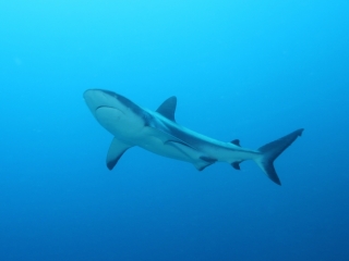 Gray reef shark (dig)-Nigali Passage, Fiji