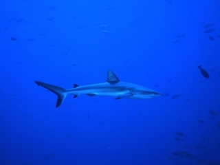 Gray reef shark & fish-Blue Corner, Palau