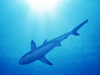 Gray reef shark & sun-Palau