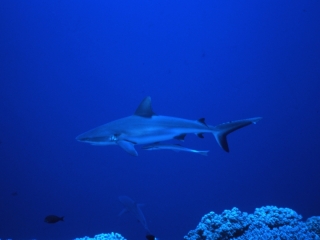 Gray reef shark with remora-Blue Corner, Palau