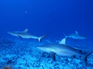 Gray reef sharks-Australia