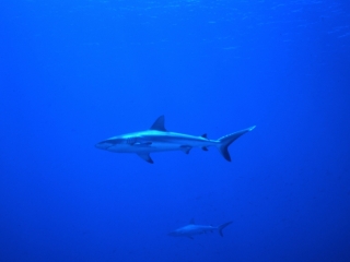 Gray reef sharks-Palau