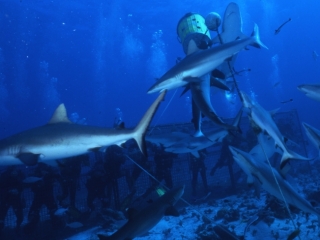 Gray reef sharks after bait ball-Coral Sea