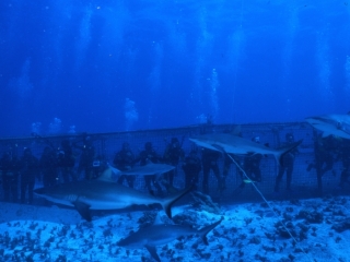 Gray reef sharks & divers in cage-Australia