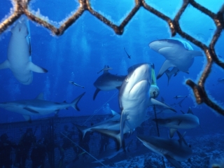 Gray reef sharks from inside cage-Coral Sea