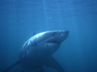 Great white shark-Gansbaai, South Africa