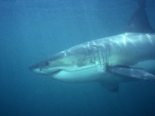 Great white shark-South Africa