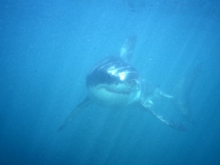Great white shark out of the murk-South Africa