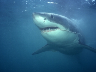 Great white shark trailing entrail-Gansbaai, South Africa