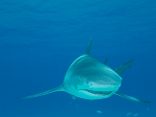 Lemon shark head-on 2 (dig)-Tiger Beach, Grand Bahama Island